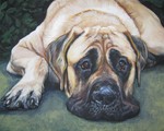 Beautiful drawing American Mastiff