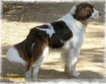 Beautiful Drentse Patrijshond dog 