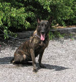 Beautiful Dutch Shepherd Dog 