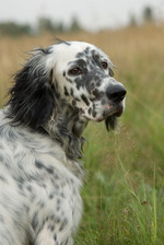 Beautiful English Setter dog