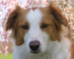 Beautiful English Shepherd dog face