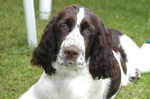 Beautiful English Springer Spaniel dog 