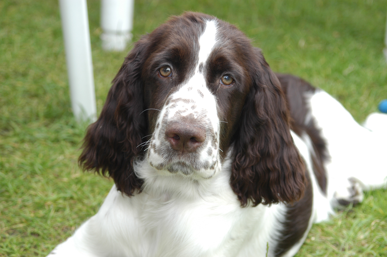 Beautiful English Springer Spaniel dog photo and wallpaper. Beautiful