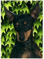 Beautiful English Toy Terrier(Black Tan) dog