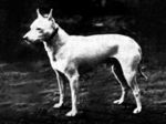 Beautiful English White Terrier dog