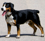 Beautiful Entlebucher Mountain Dog