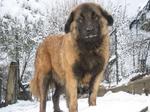 Beautiful Estrela Mountain dog