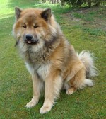 Beautiful Eurasier dog