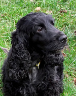 Beautiful Field Spaniel dog 