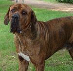 Beautiful Fila Brasileiro dog