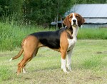 Beautiful Finnish Hound dog 