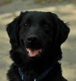 Beautiful Flat-Coated Retriever dog