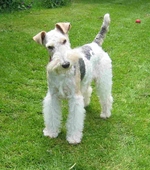 Beautiful Fox Terrier,Wire dog