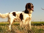 Beautiful French Spaniel dog 