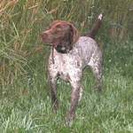 Beautiful German Shorthaired Pointer dog 