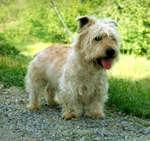 Beautiful Glen of Imaal Terrier dog 