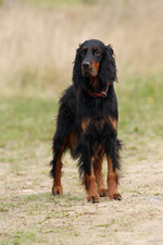 Beautiful Gordon Setter dog