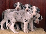 Beautiful Great Dean puppies