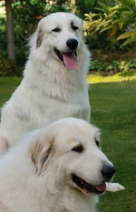 Beautiful Great Pyrenees dogs