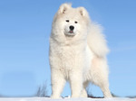 Красивая гренландская собака