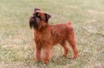 Beautiful Griffon Bruxellois dog