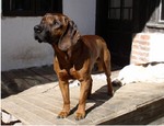 Beautiful Hanover Hound dog 