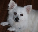 Beautiful Indian Spitz dog 