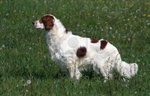 Beautiful Irish Red and White Setter dog