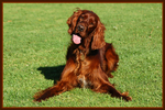 Beautiful Irish Setter dog 