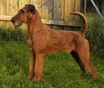 Beautiful Irish Terrier Dog