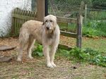 Beautiful Irish Wolfhound dog 