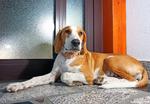 Beautiful Istrian Shorthaired Hound dog
