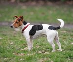 Beautiful Jack Russell Terrier dog