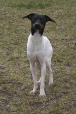 Beautiful Japanese Terrier