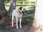 Beautiful Kangal Dog 