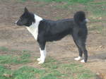 Beautiful Karelian Bear Dog