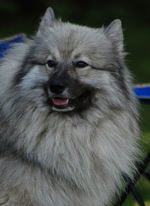 Beautiful Keeshond dog