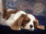 Beautiful King Charles Spaniel dog