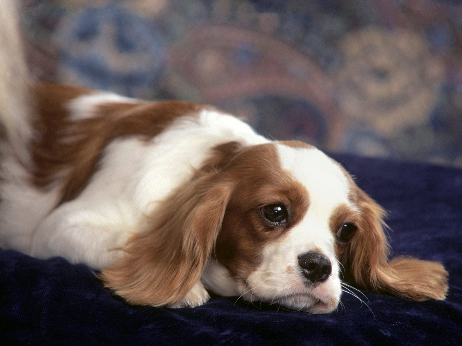 Beautiful King Charles Spaniel dog photo and wallpaper. Beautiful