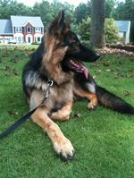 Beautiful King Shepherd dog