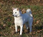 Beautiful Kishu dog