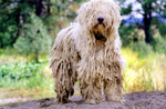 Beautiful Komondor dog