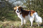 Beautiful Kooikerhondje dog