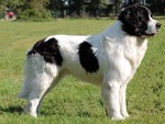 Beautiful Landseer dog 