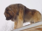 Beautiful Leonberger dog 