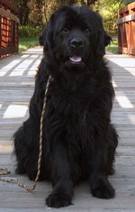 Beautiful Moscow Water Dog 