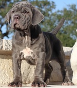 Beautiful Neapolitan Mastiff puppy