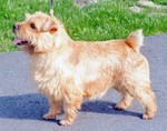 Beautiful Norfolk Terrier dog