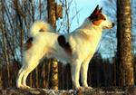 Beautiful Norrbottenspets dog