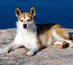 Beautiful Norwegian Lundehund dog